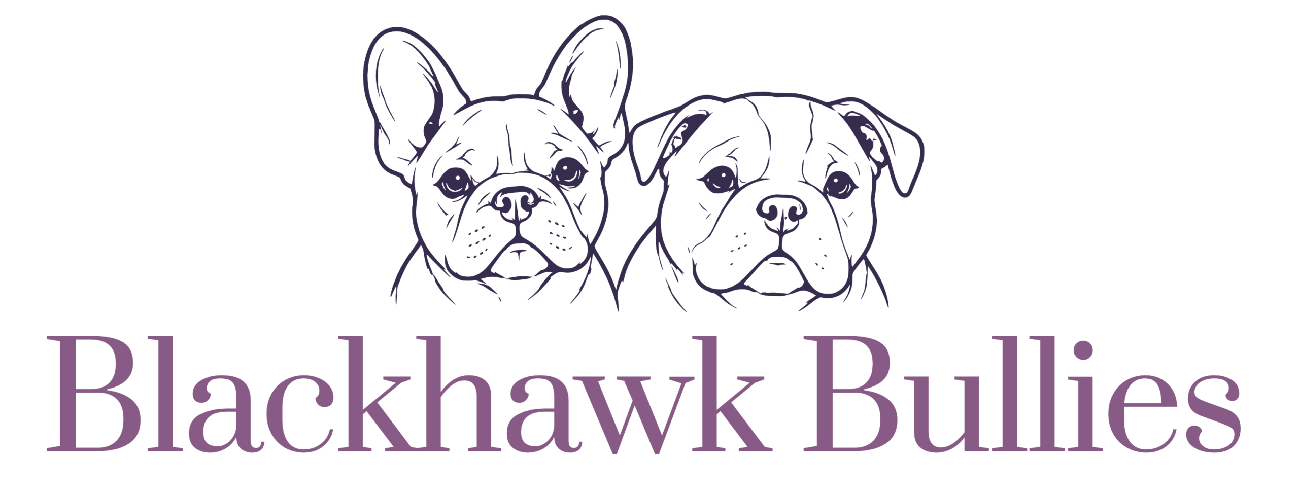 Blackhawk Bullies Logo Breeders Adelaide
