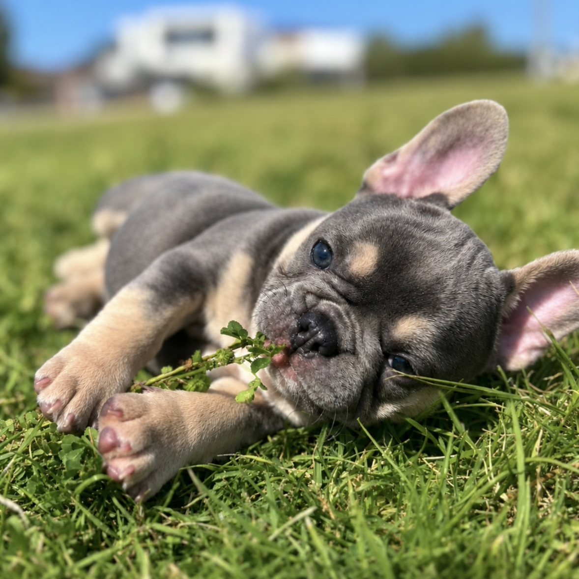 French Bulldog puppy resting on the grass