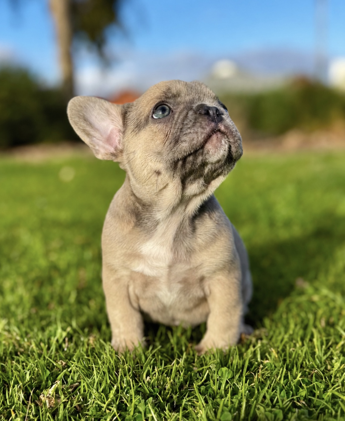 French Bulldog from Blackhawk Bullies in Adelaide