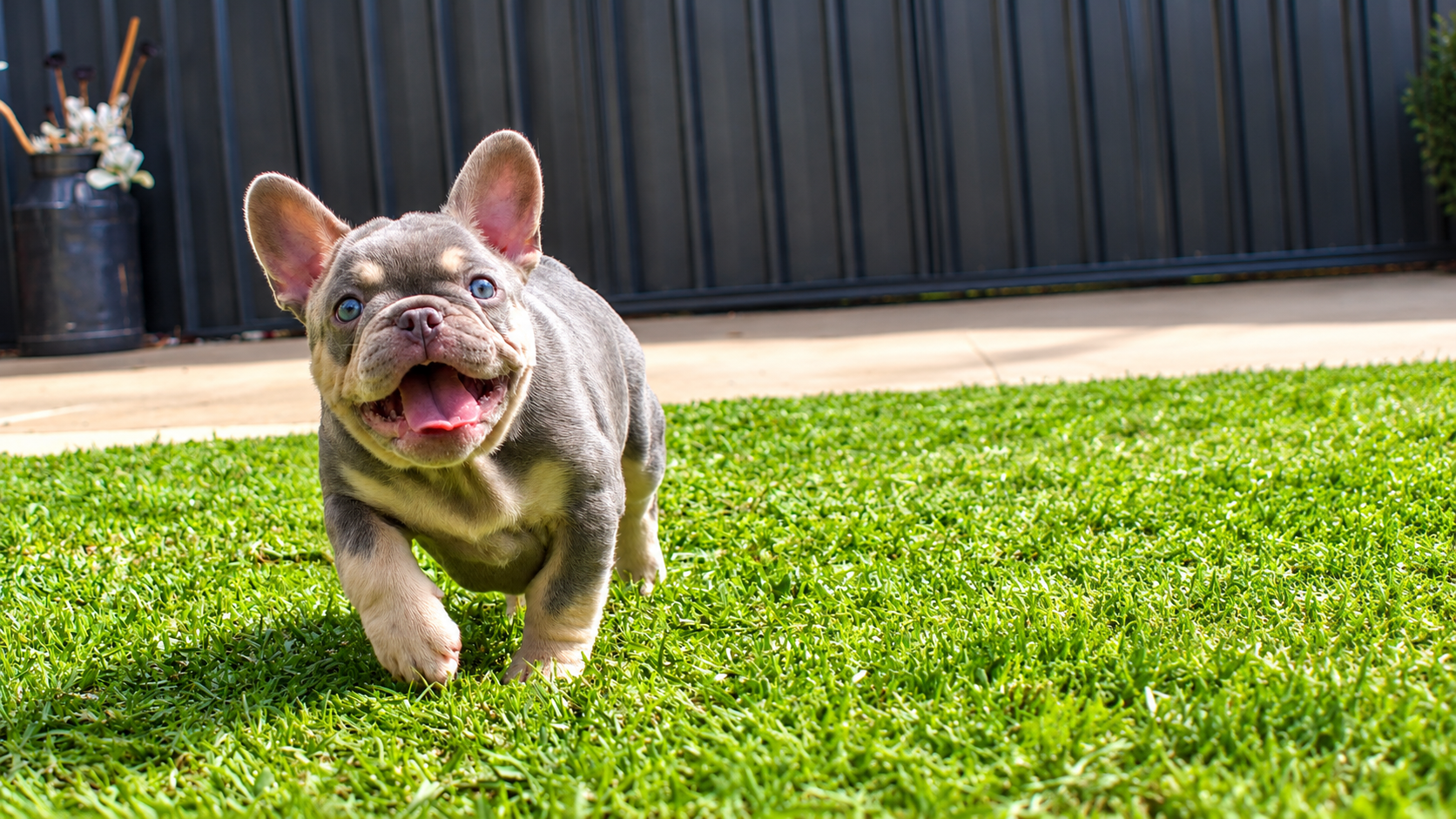 French Bulldog puppy running happily across the grass at Blackhawk Bullies