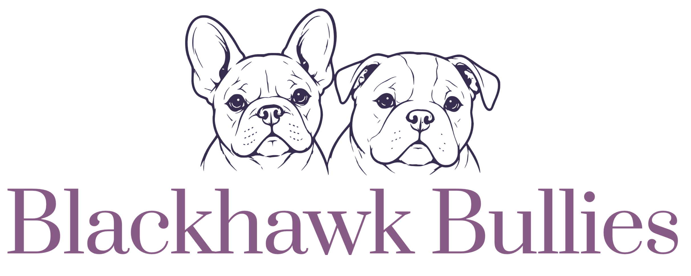 Blackhawk Bullies Logo Breeders Adelaide
