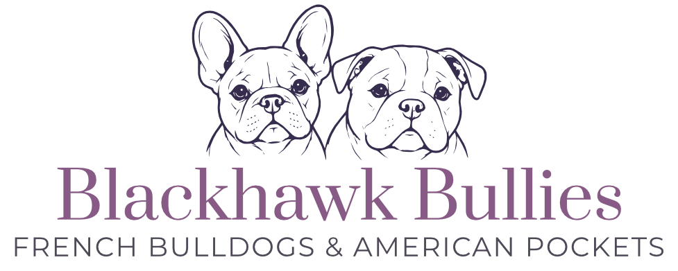 Blackhawk Bullies Logo Transparent Adelaide Breeder