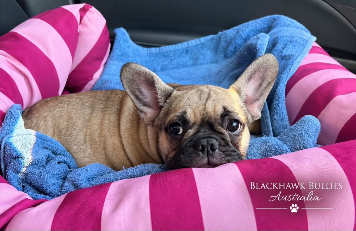 French Bulldog puppy at Blackhawk Bullies