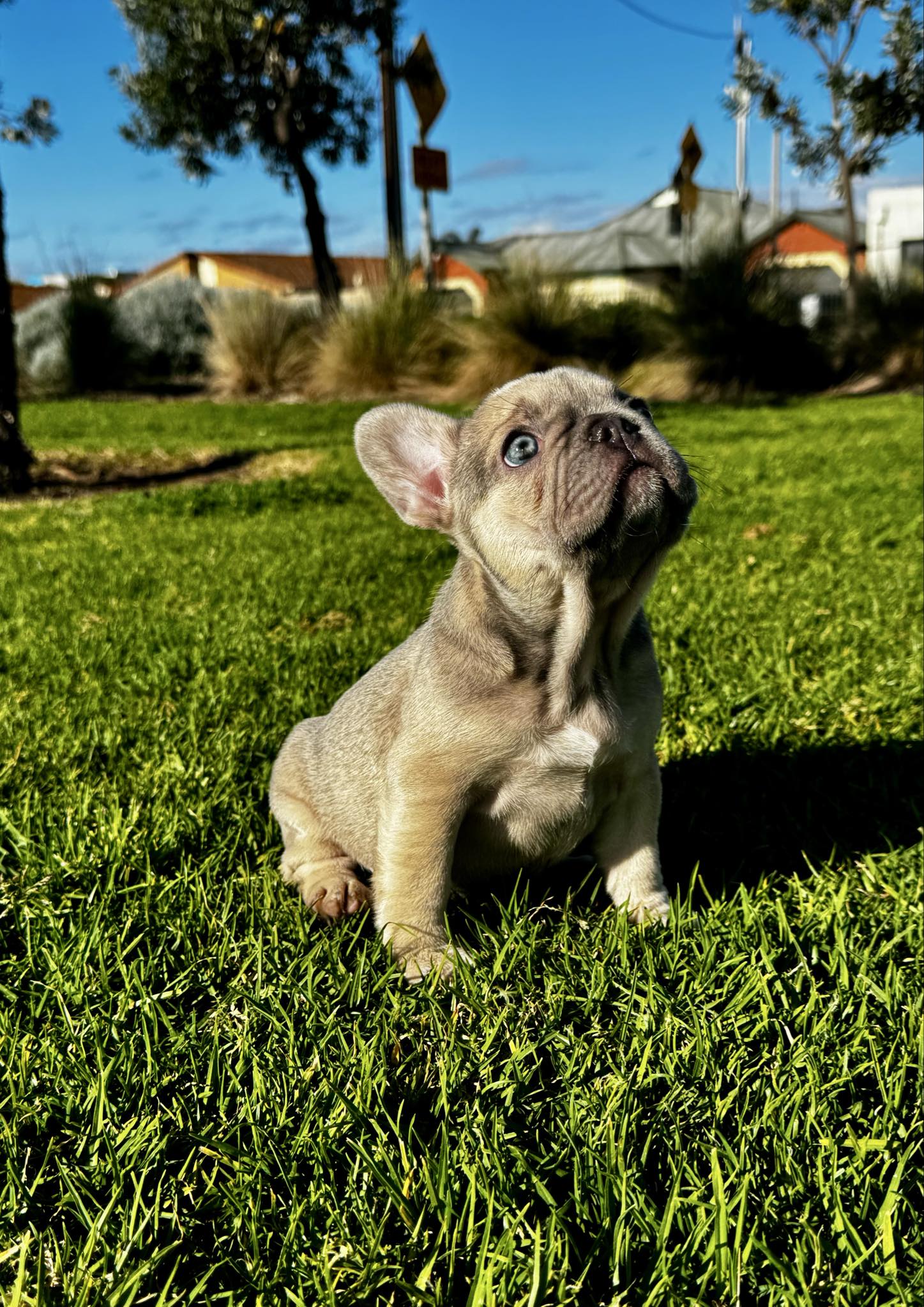 French Bulldog puppy outdoors