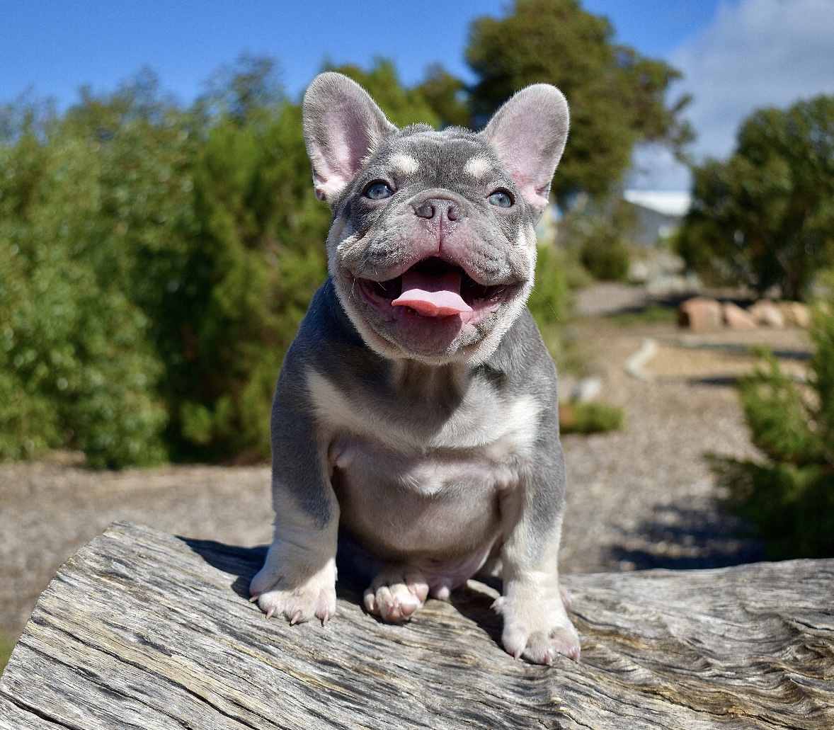 French Bulldog puppy sitting on a log outdoors